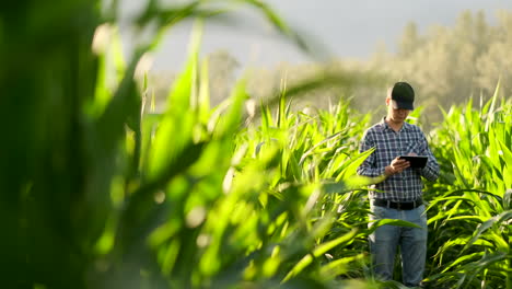 Agricultor-Que-Utiliza-Una-Tableta-Digital-Cultivando-Una-Plantación-De-Maíz-En-El-Fondo.-Aplicación-De-Tecnología-Moderna-En-El-Concepto-De-Actividad-Agrícola-Creciente.